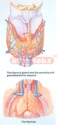 HUMAN THYROID GLAND, PARA THYROID GLAND AND THYMUS MODEL